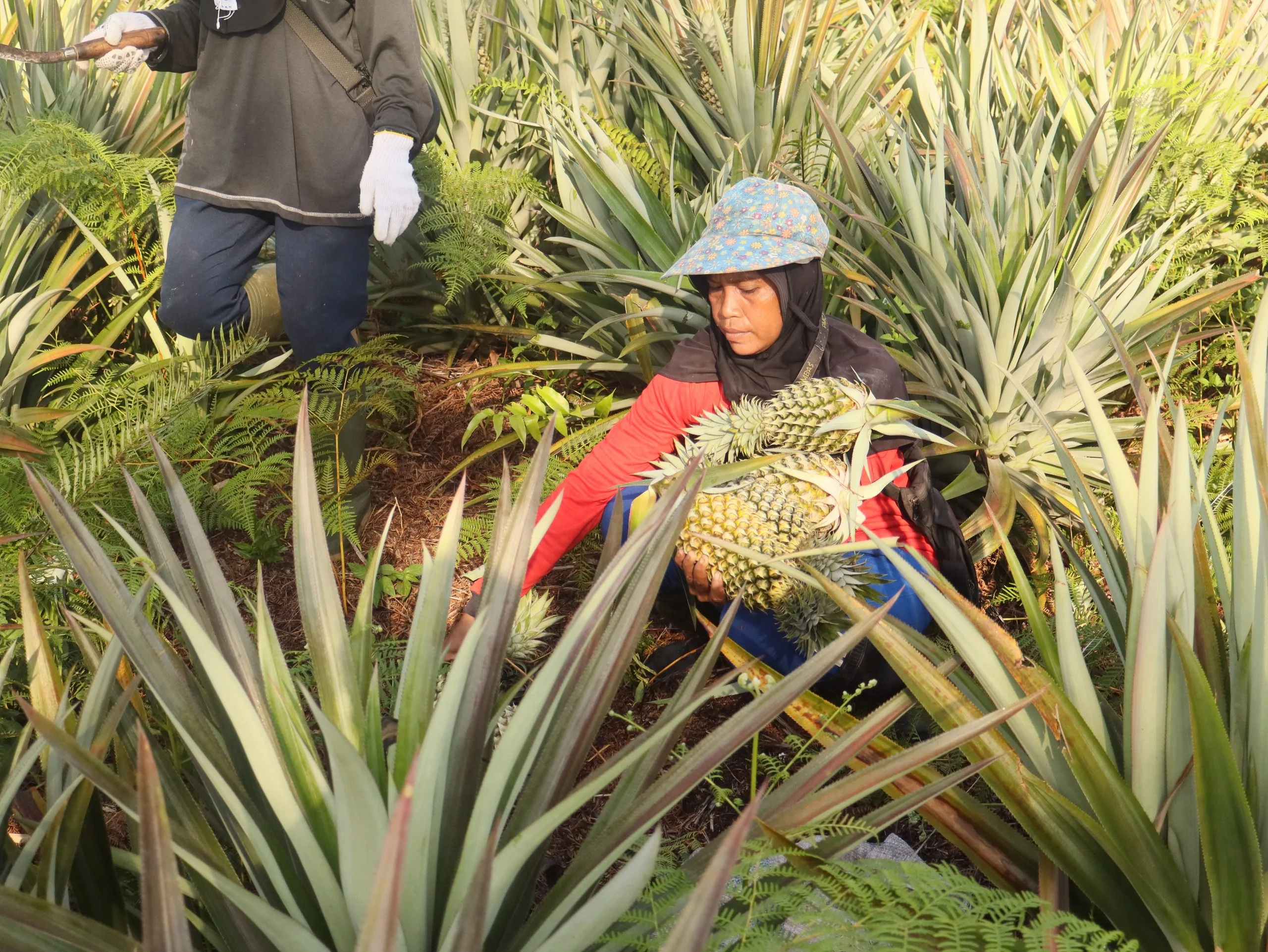 Kegiatanan panen nanas KUPS Sri Berdiri Baru agroforestri Desa Kampung Baru pada tanggal 26 Februari 2026