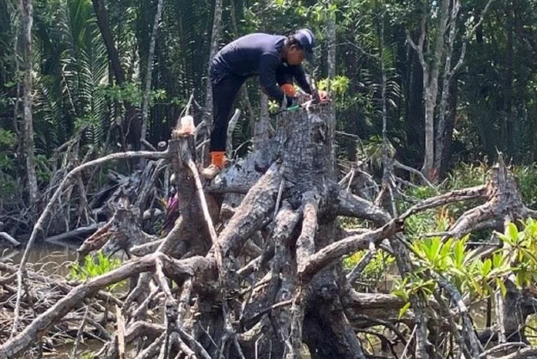 Stump Survey Delta Kapuas Project dilaksanakan pada 31 Januari hingga 17 Februari 2026 di wilayah Batu Ampar bagian laut.