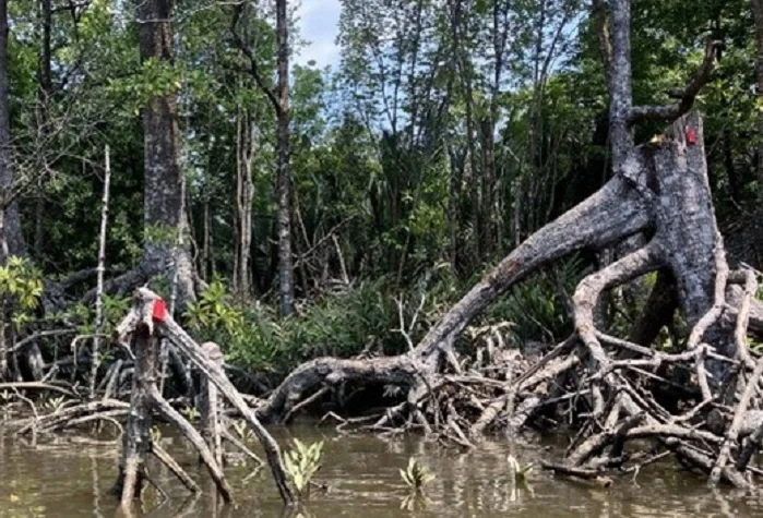 Stump Survey di Batu Ampar, Kubu Raya, digelar 31 Januari sampai 17 Februari 2026 dengan 106 plot untuk membaca jejak penebangan mangrove 2023-2025. Data tunggul memperkuat MRV, estimasi biomassa hilang, dan rekomendasi restorasi berbasis masyarakat.