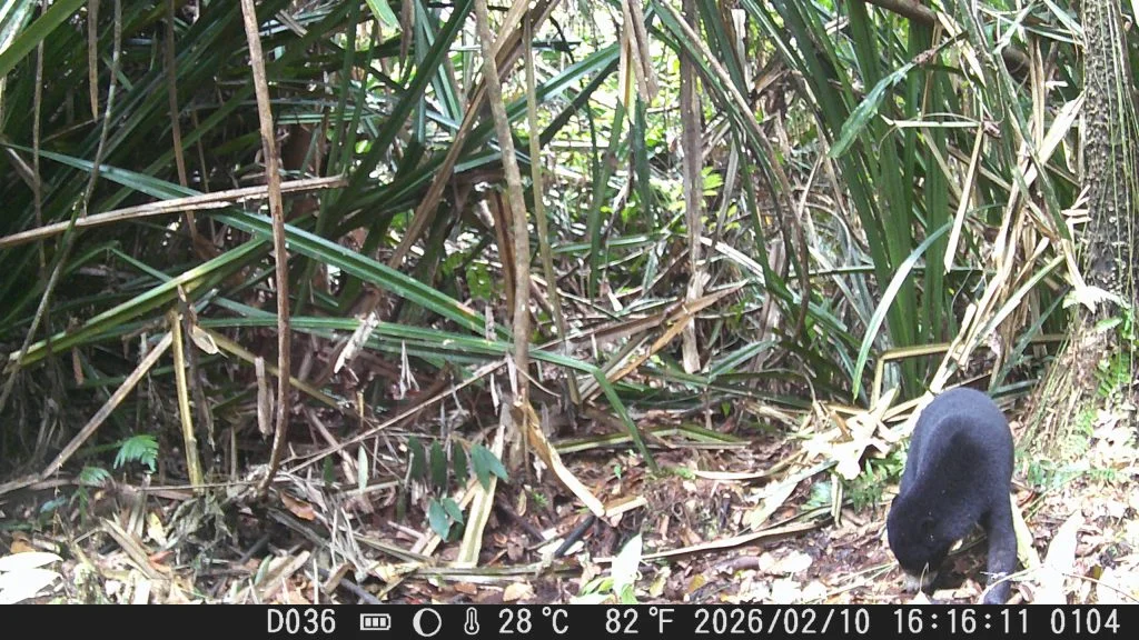Pemantauan kamera trap di hutan Desa area Delta Kapuas berhasil mengungkap beberapa spesies satwa liar, termasuk yang dilindungi, sebagai indikator penting kesehatan ekosistem.