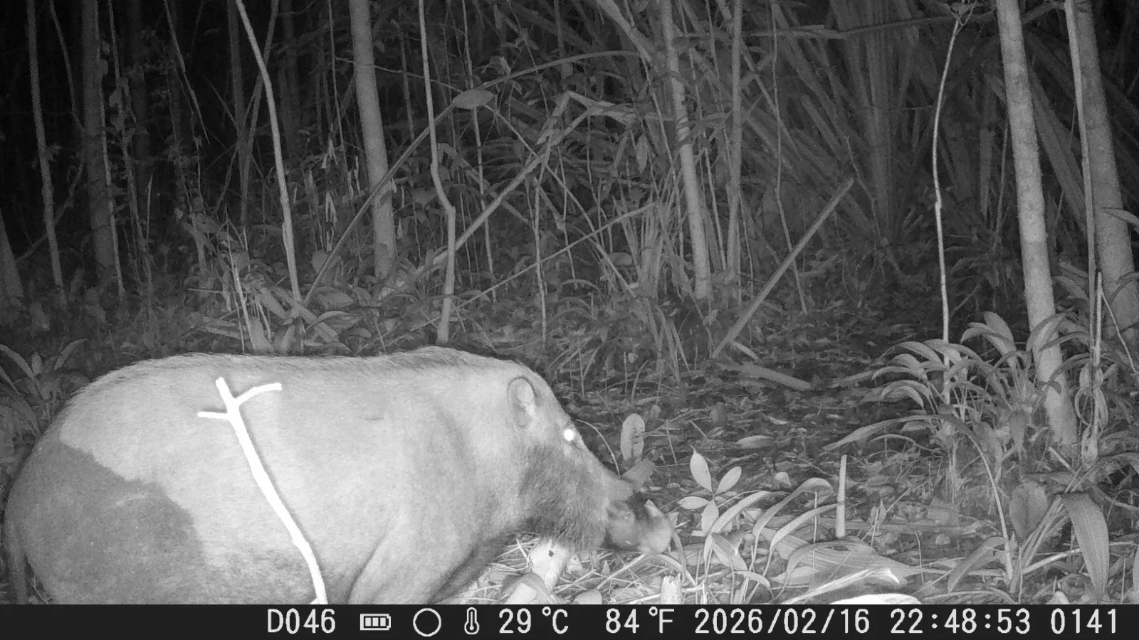 Pemantauan kamera trap di hutan Desa area Delta Kapuas berhasil mengungkap beberapa spesies satwa liar, termasuk yang dilindungi, sebagai indikator penting kesehatan ekosistem.